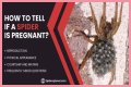 Discover The Fascinating World Of Pregnant House Spiders